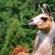 Illustration for article titled Report: Seeing Llama Would Be Fun Change Of Pace